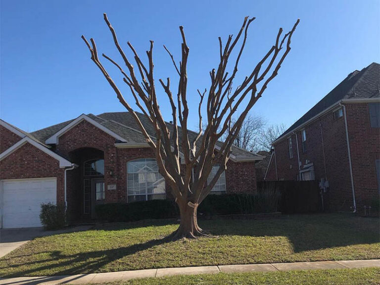 Denton Tree Service Denton Tree Service